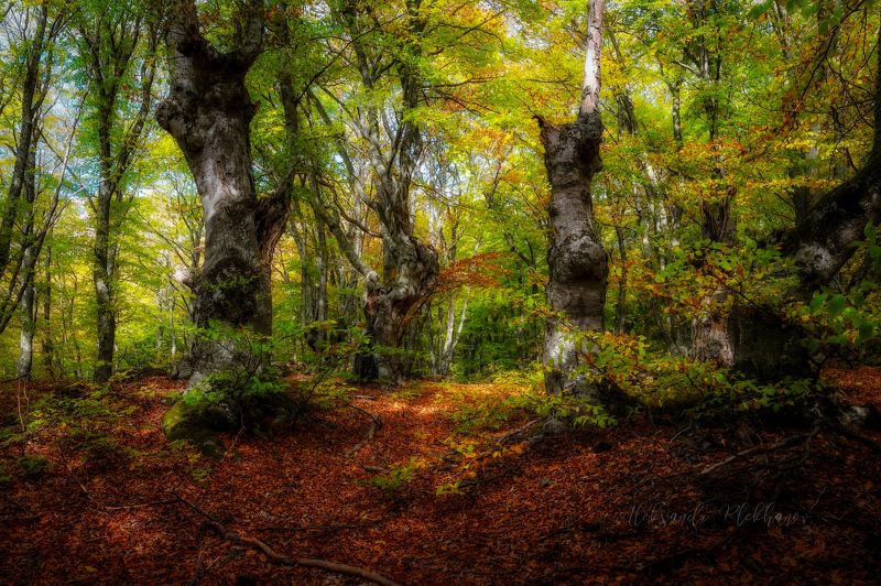 Буки Южной Демерджи фото превью