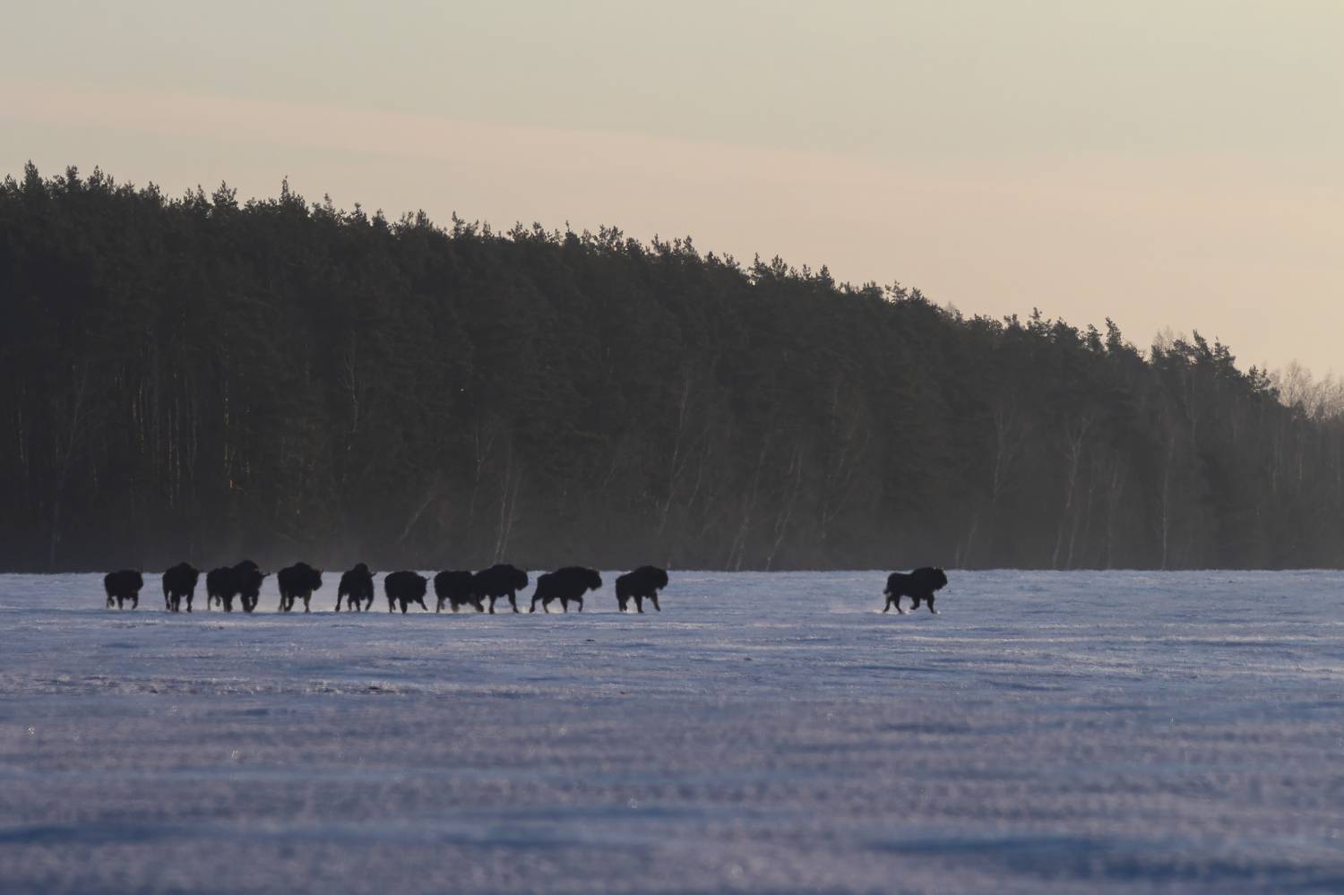 , Денис Пронин