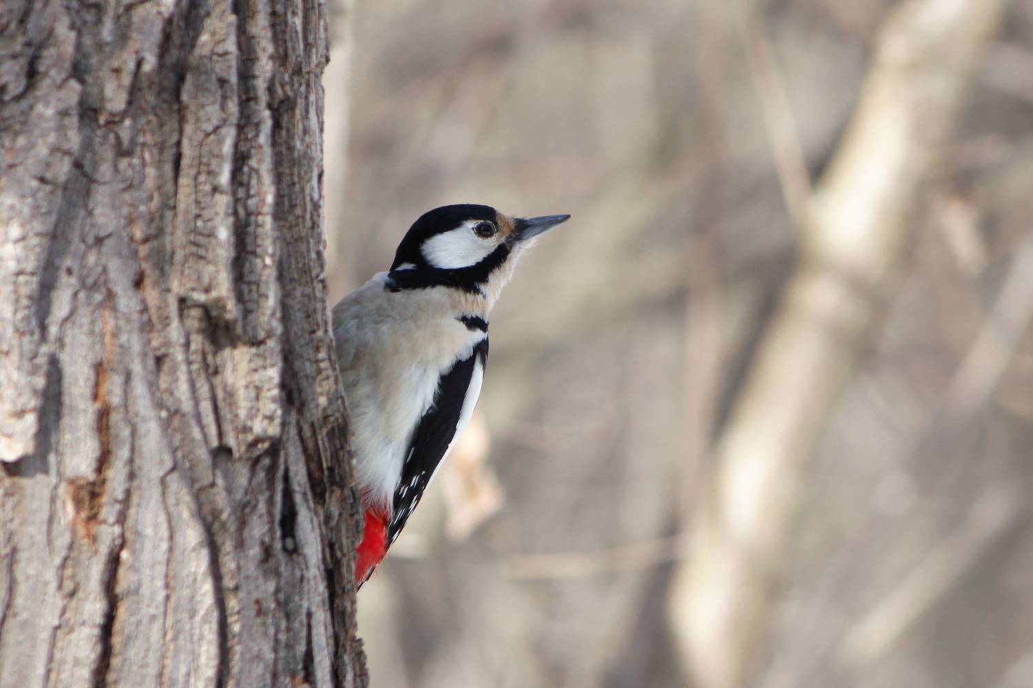 большой пёстрый дятел, пёстрый дятел, dendrocopos major, КарОл