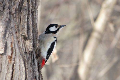 Большой пестрый дятел (Dendrocopos major)