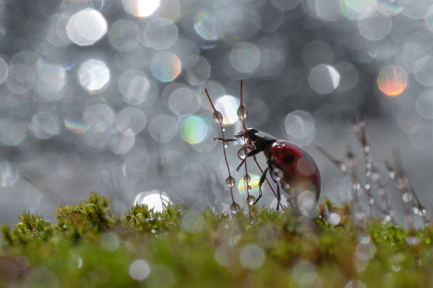 ceclii, macro, Цветан Ганев