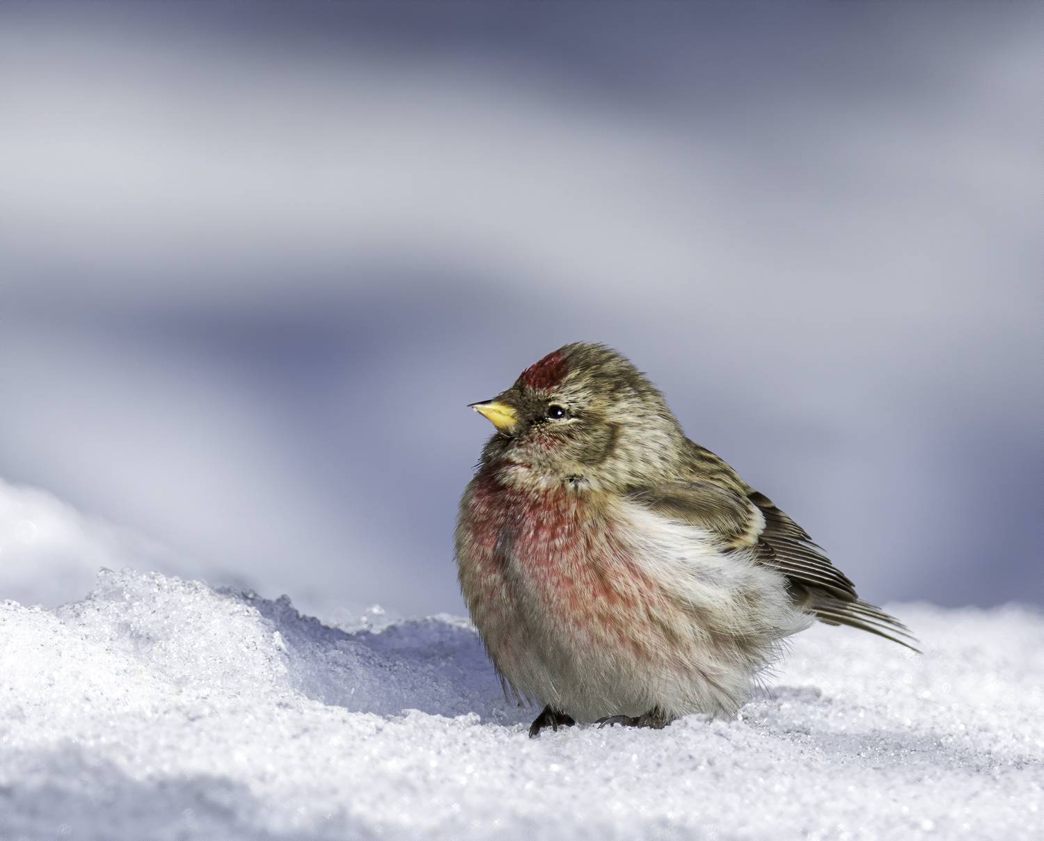 bluetit, birds,birding, birdwatching, birdshots, птицы, лазоревка, фотоохота, фотоптиц, природа, чечётка, Михаил Ездаков