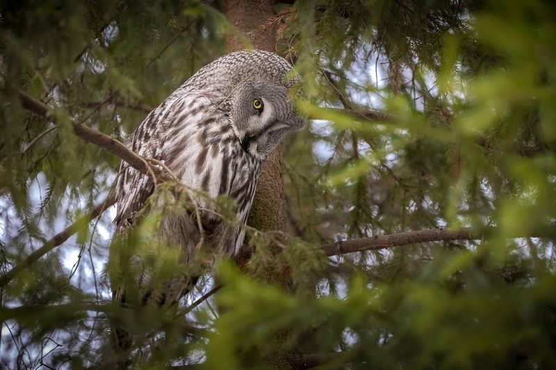Бородатая неясыть фото превью