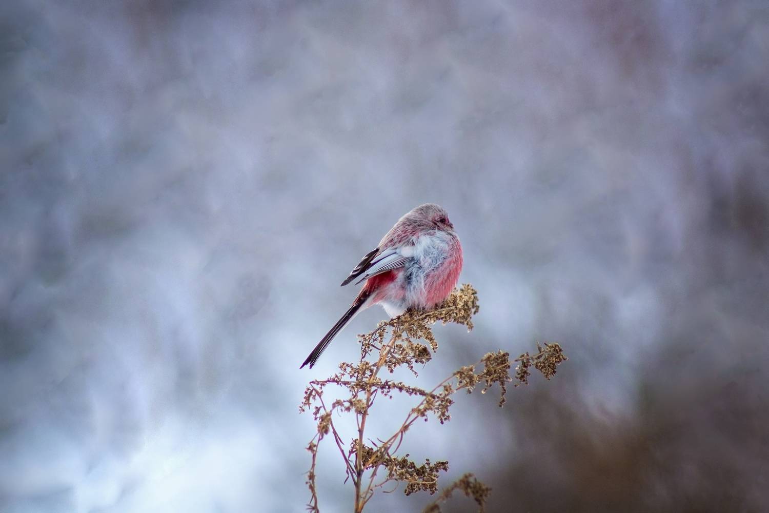 урагус (г. курган), Александр Канцур