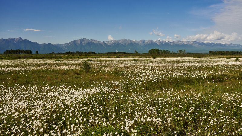 Ветреница цветет фото превью