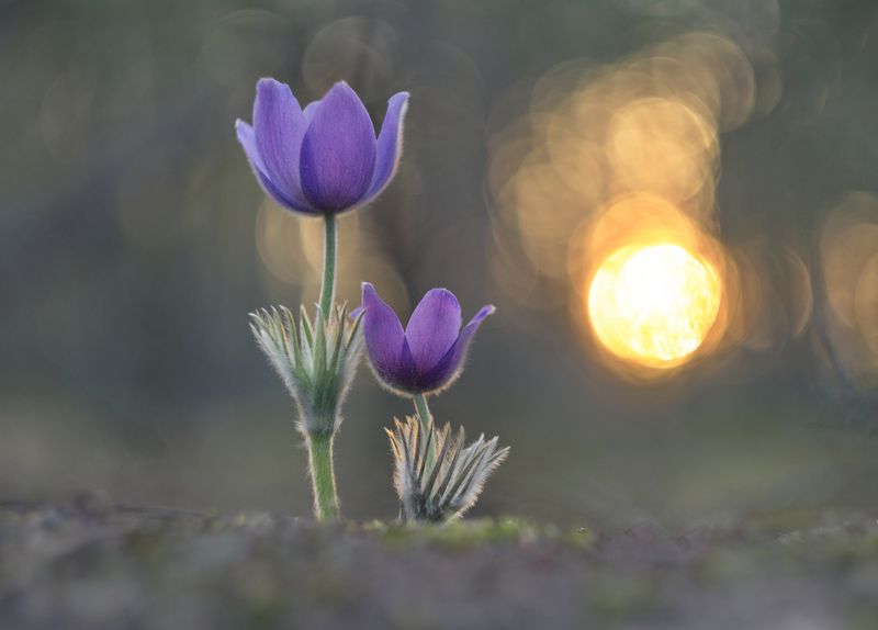 сон-трава, закат, весна, гелиос Сон-трава фото превью