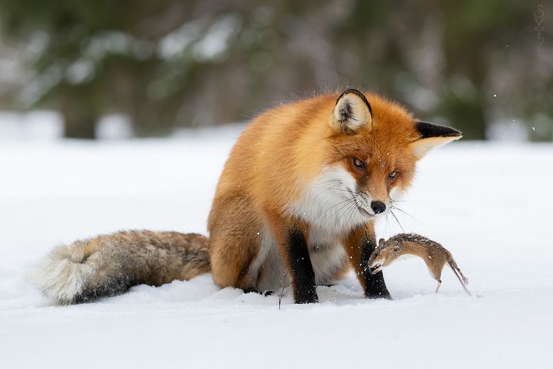 лиса последние гастроли фото превью