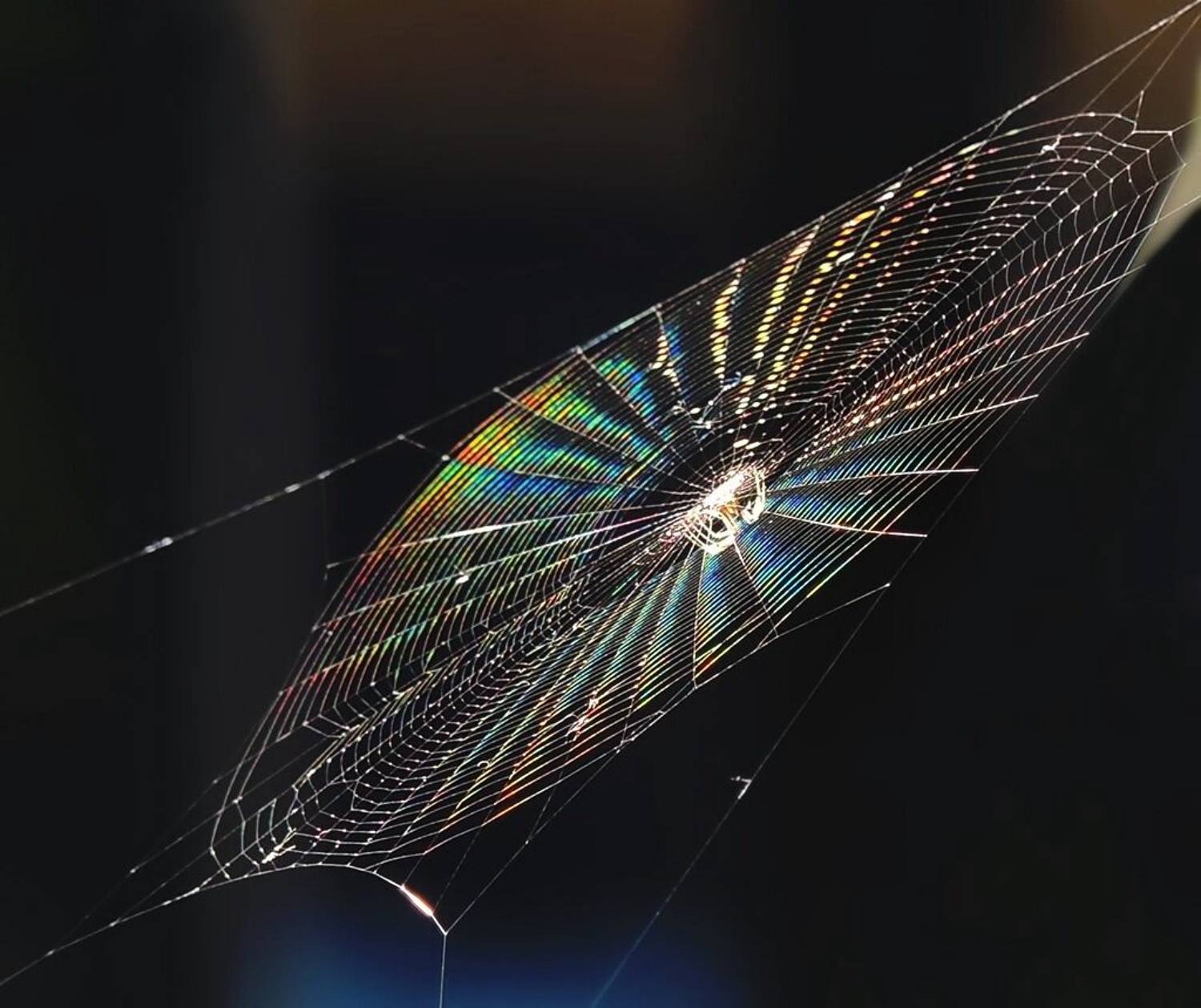 , Савоцкий Роман