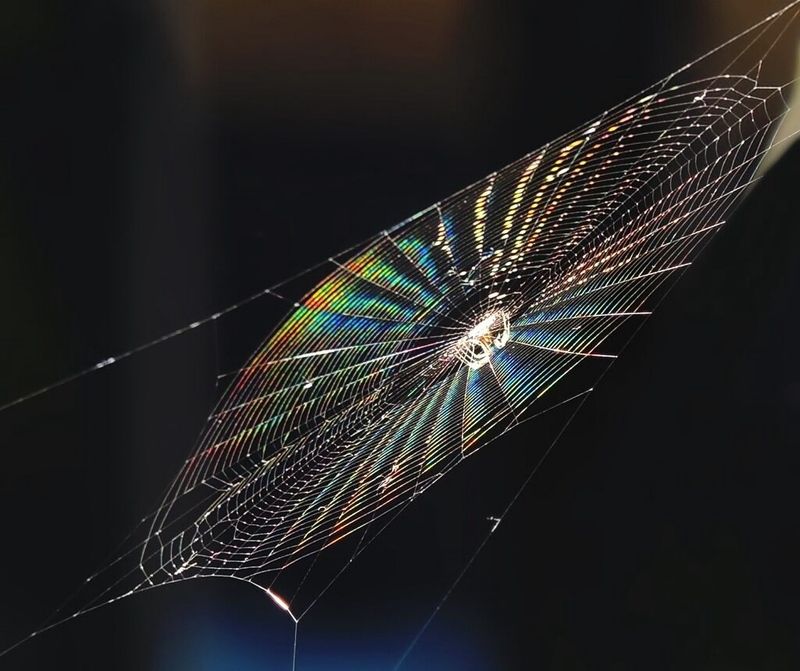 Паутина фото превью