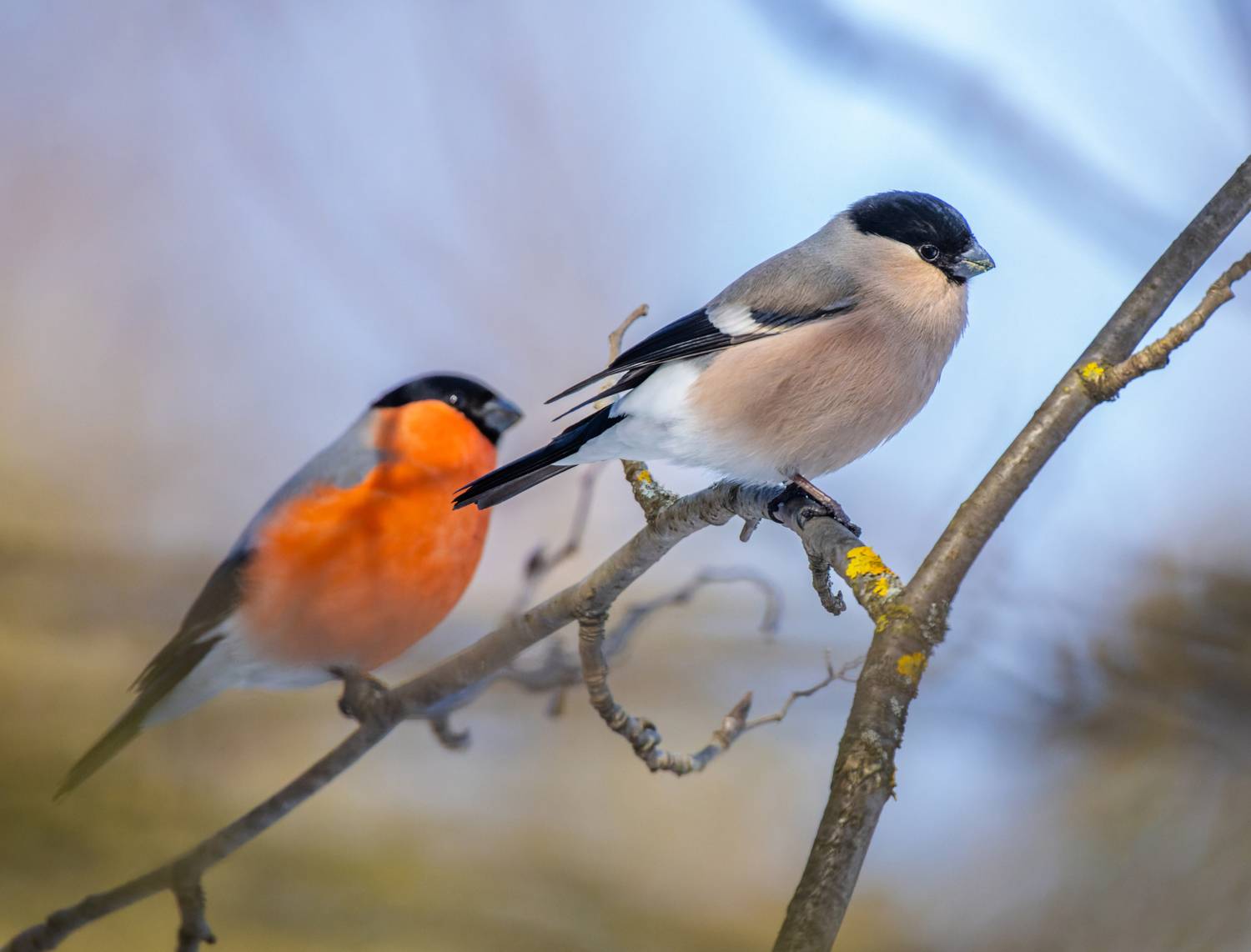 , Дэм Константин