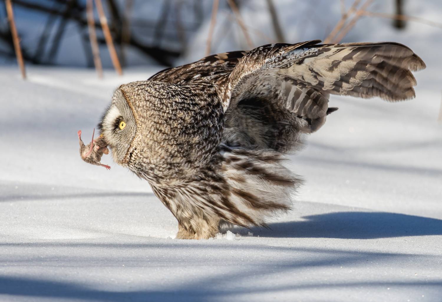 , Дэм Константин