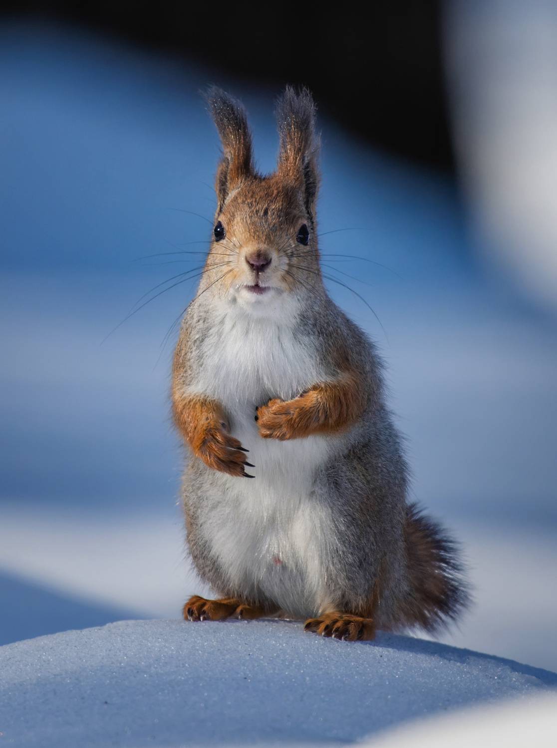 , Дэм Константин