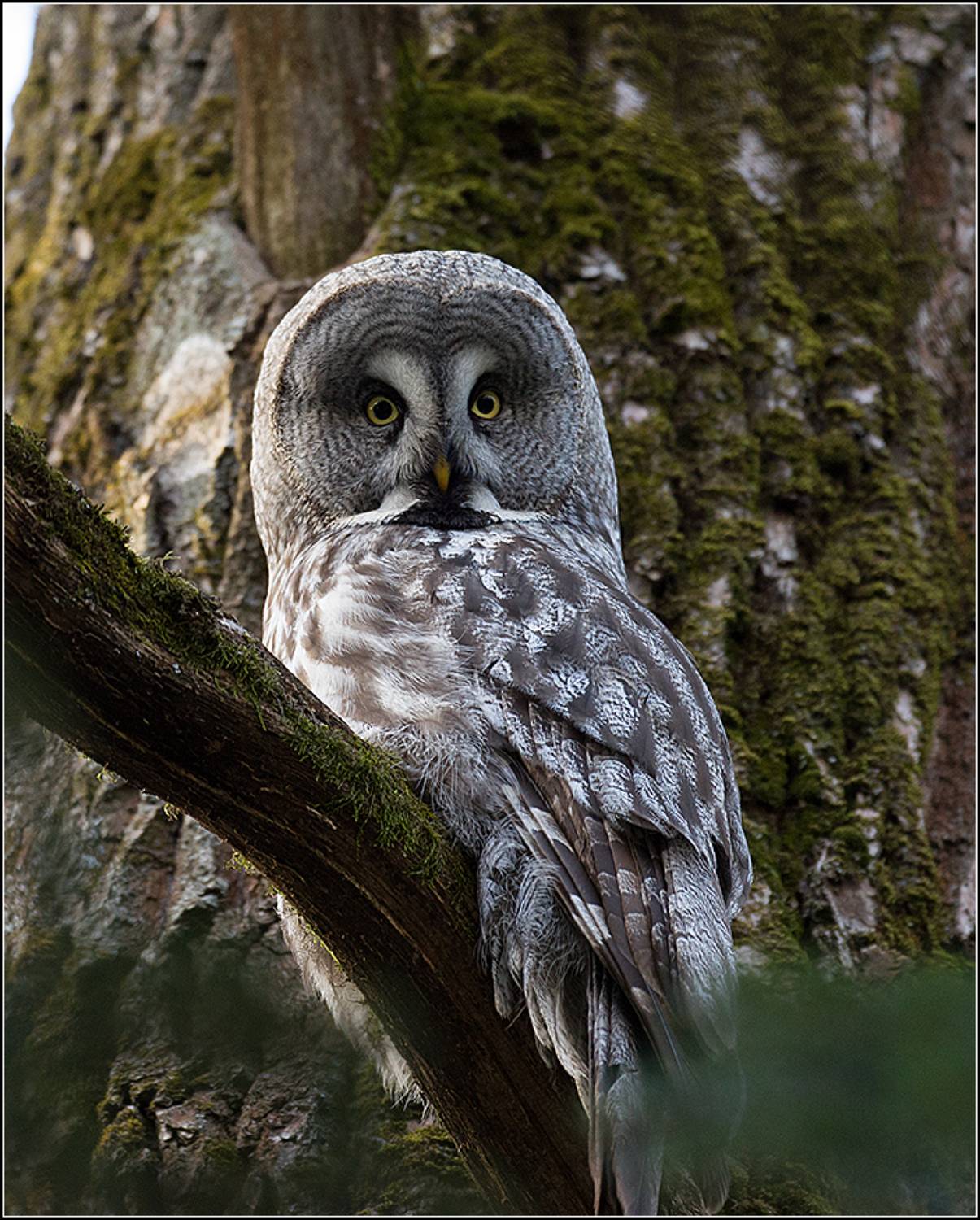 москва, март, парк, бородатая неясыть, АНАТОЛИЙ ДОВЫДЕНКО