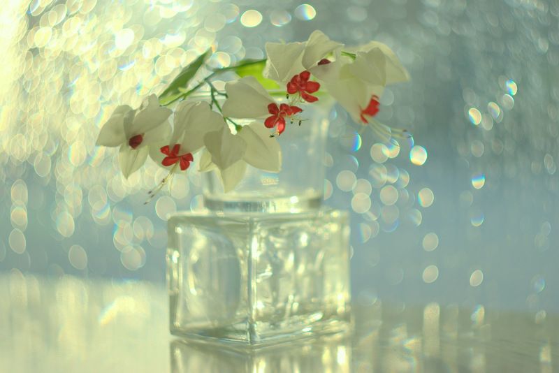 Клеродендрум Томпсона фото превью