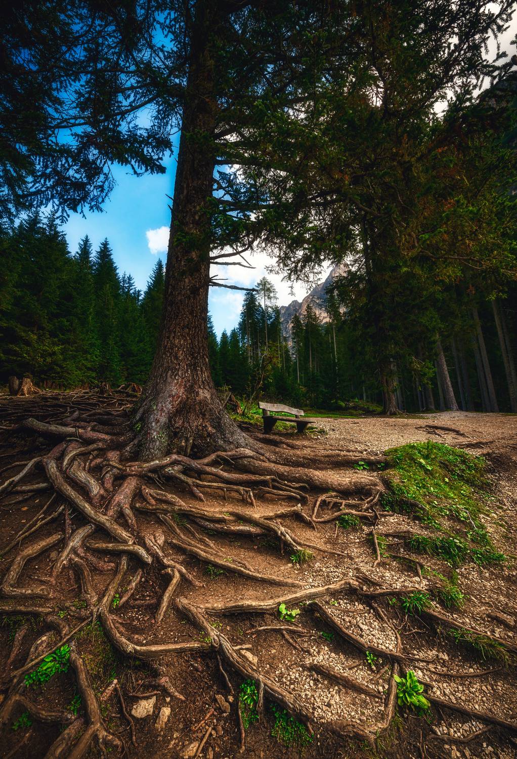 , Zavaydin Zavaydinov