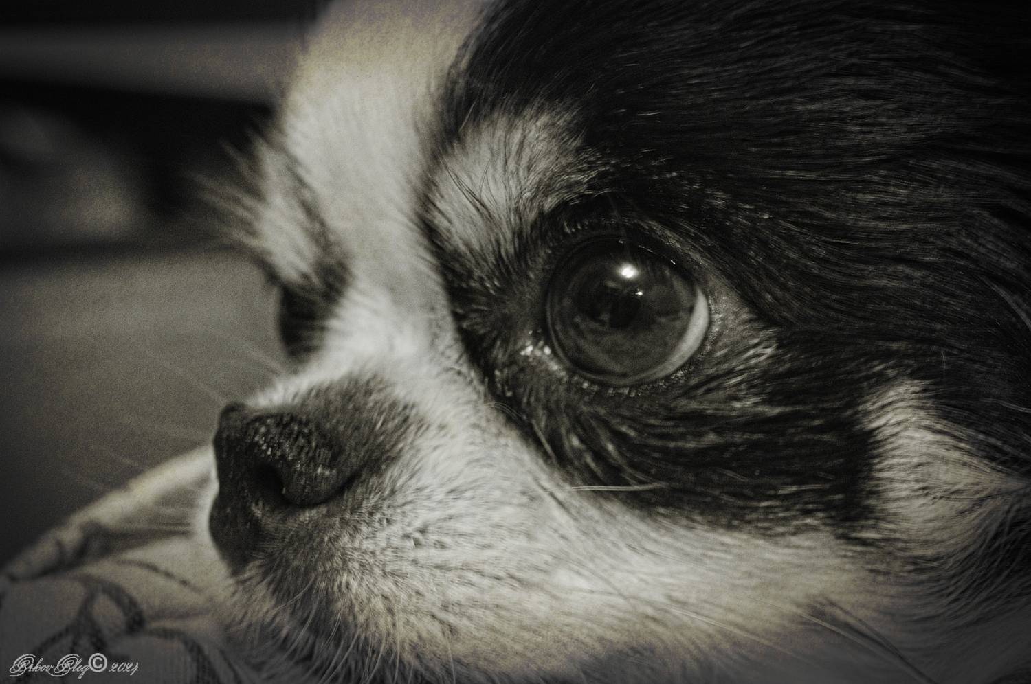 , Орлов Олег