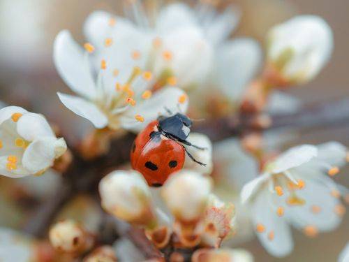 Весна \ Spring