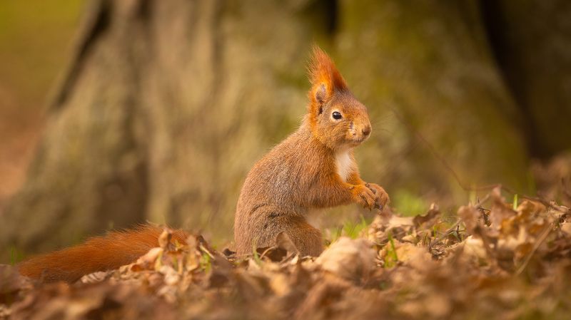 Squirrel фото превью