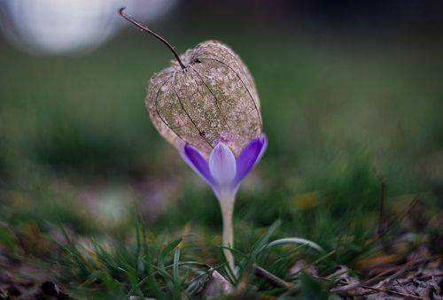 Волшебный крокус.