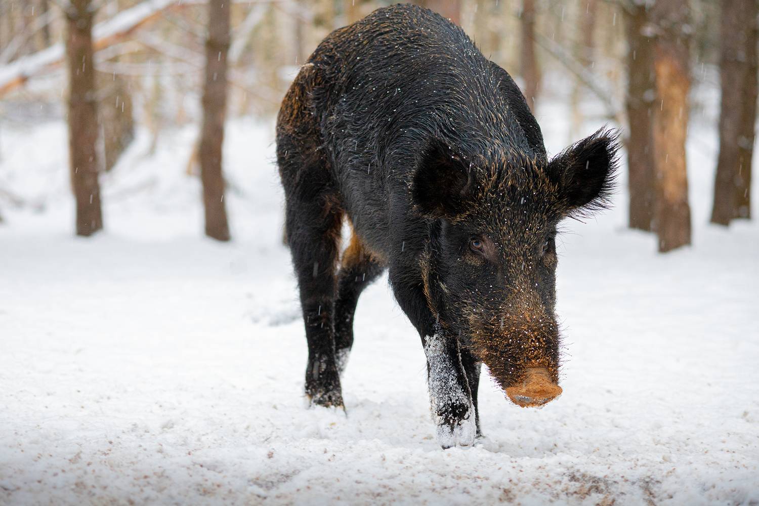 , Чудинин Дмитрий