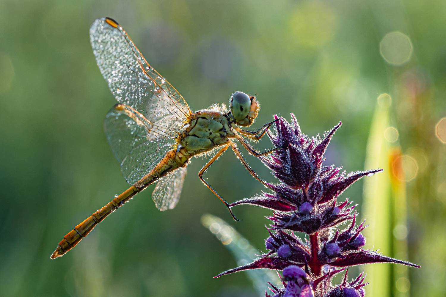 , Зайцев Роман