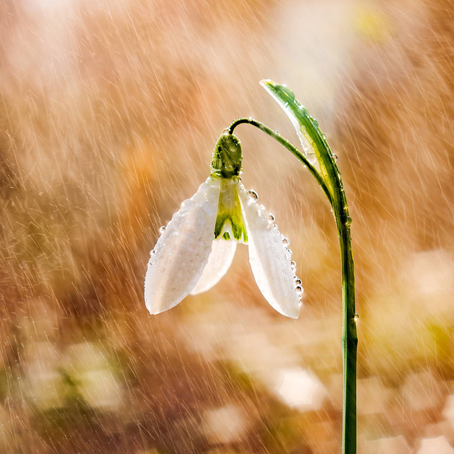 snowdrop, rain, bokeh, m42, insdustar, Wojciech Grzanka