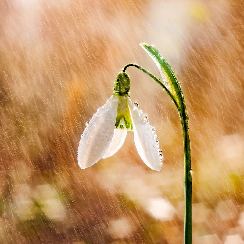 snowdrop, rain, bokeh, m42, insdustar Snowdrop in the rain фото превью