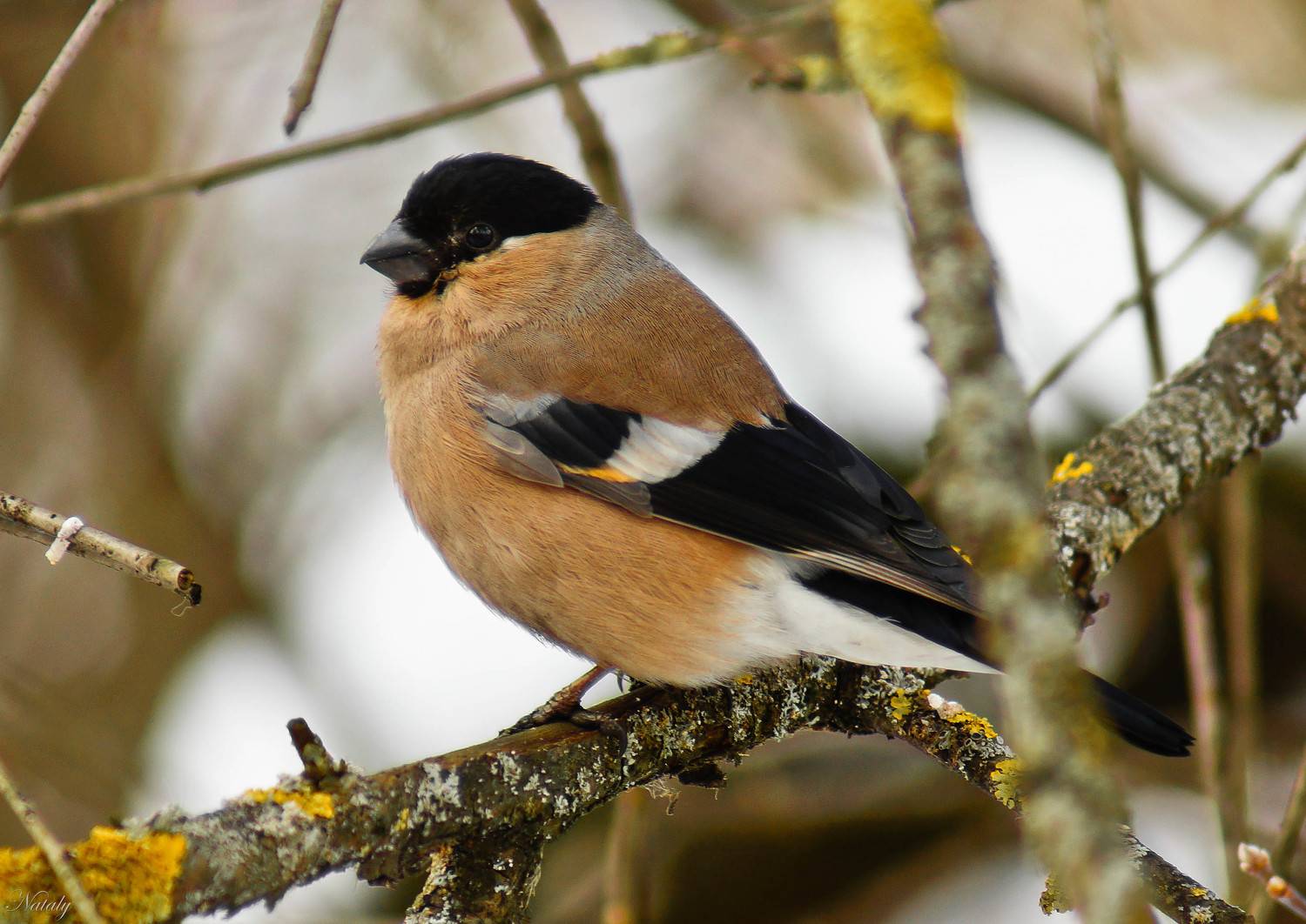 , Екимова Наталья