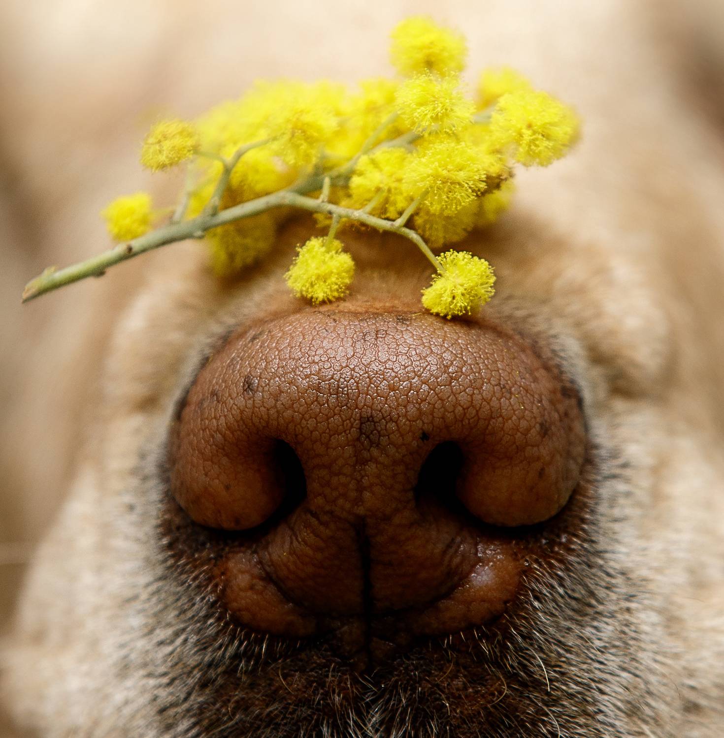 , Мария Шерскова