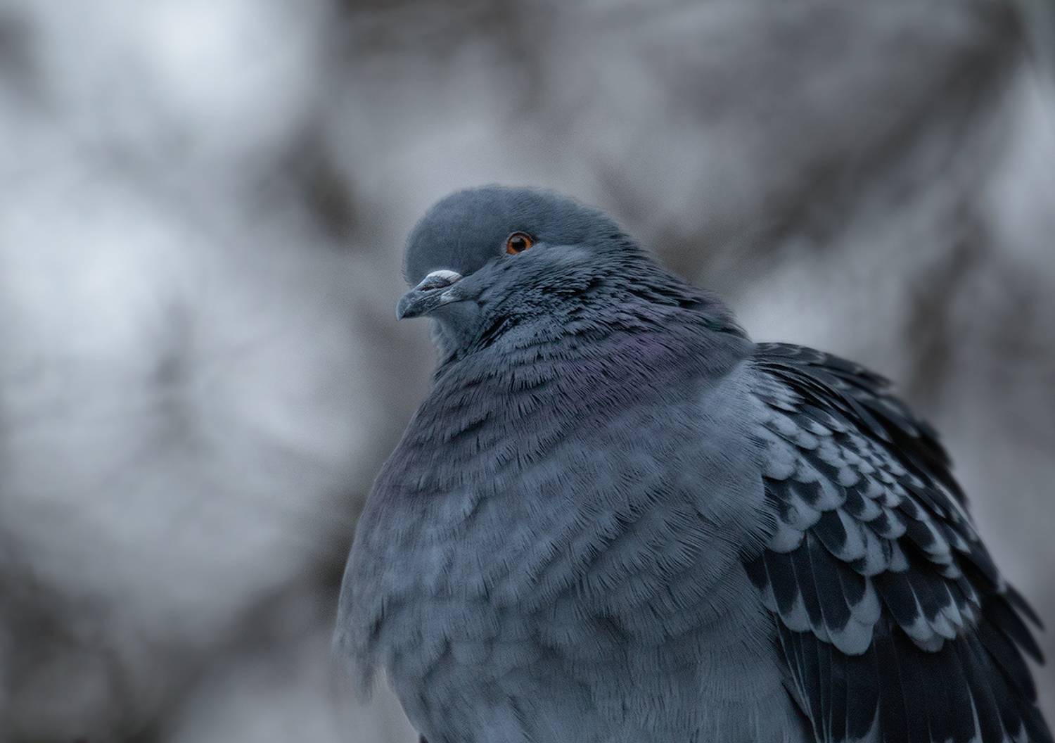 голубь, птица,dove, bird, Хилько Марина
