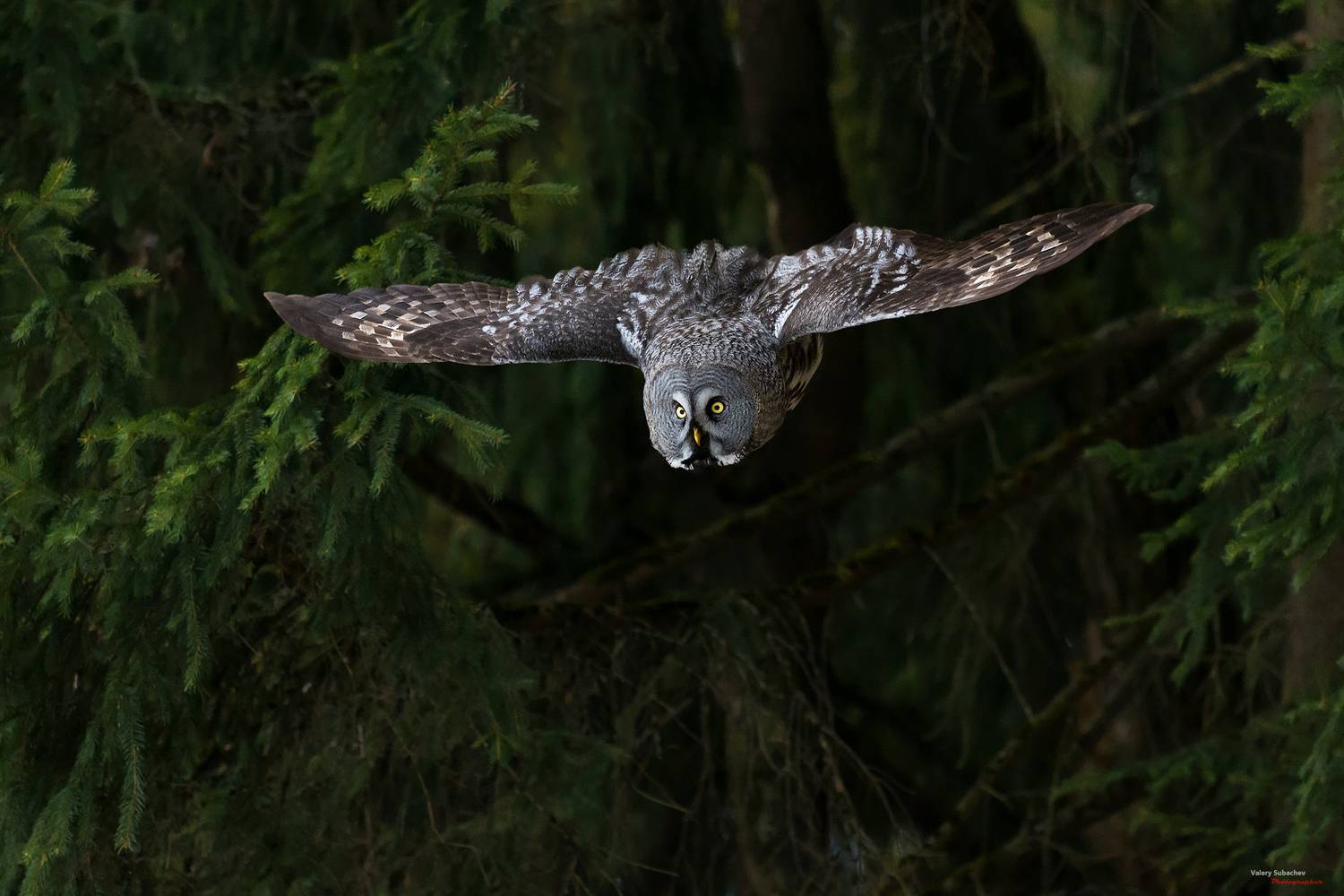 , Валерий Субачев