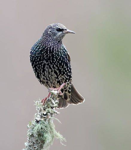 Juvenile European Starlings Molting - Молодой Линяющий Скворец