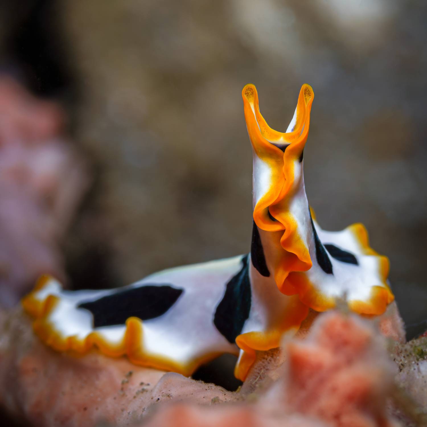 , Савин Андрей