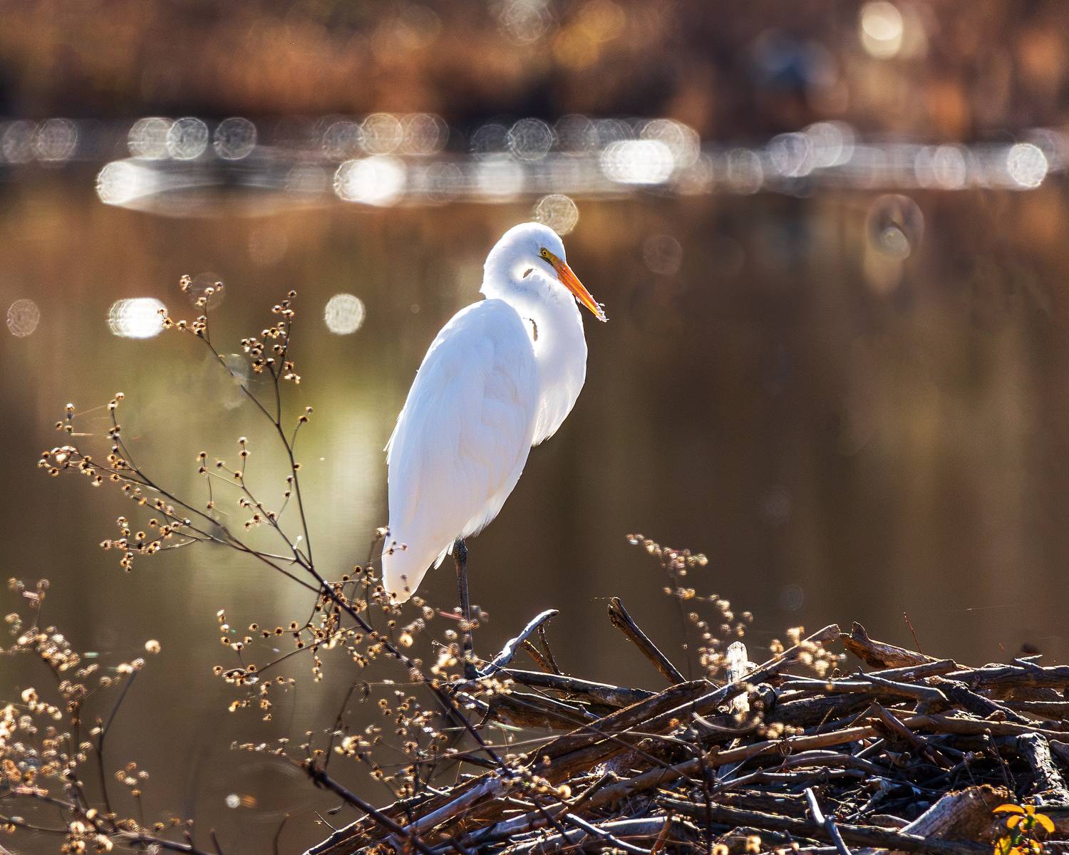 , Леонид Дьяченко