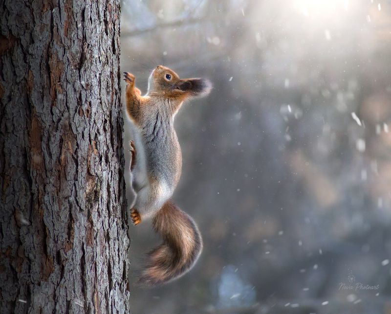 фото превью