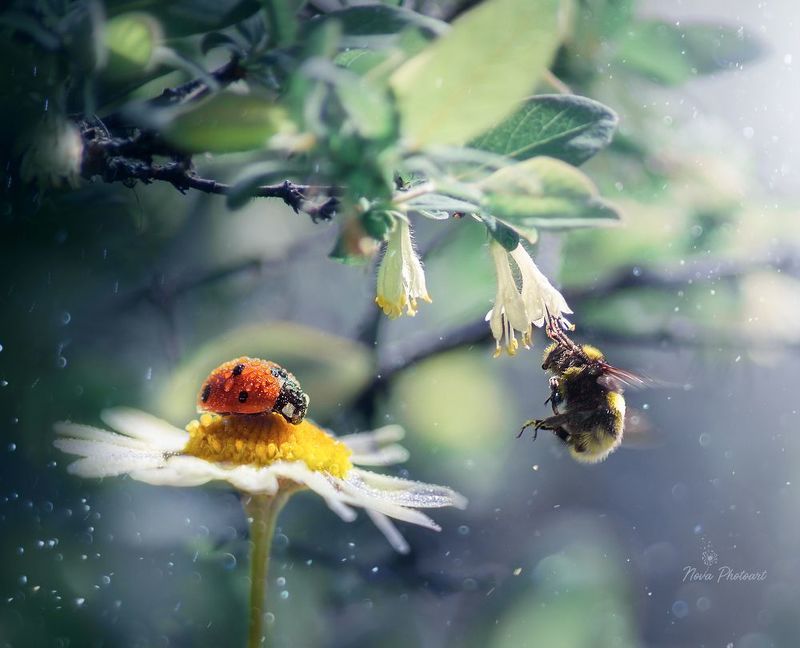 фото превью