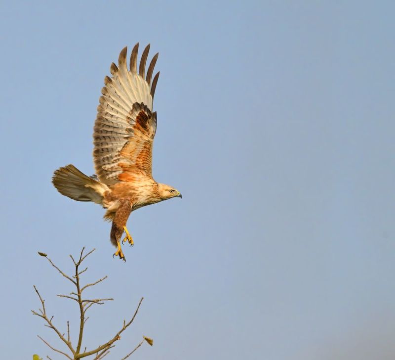 Crested honey buzzard фото превью