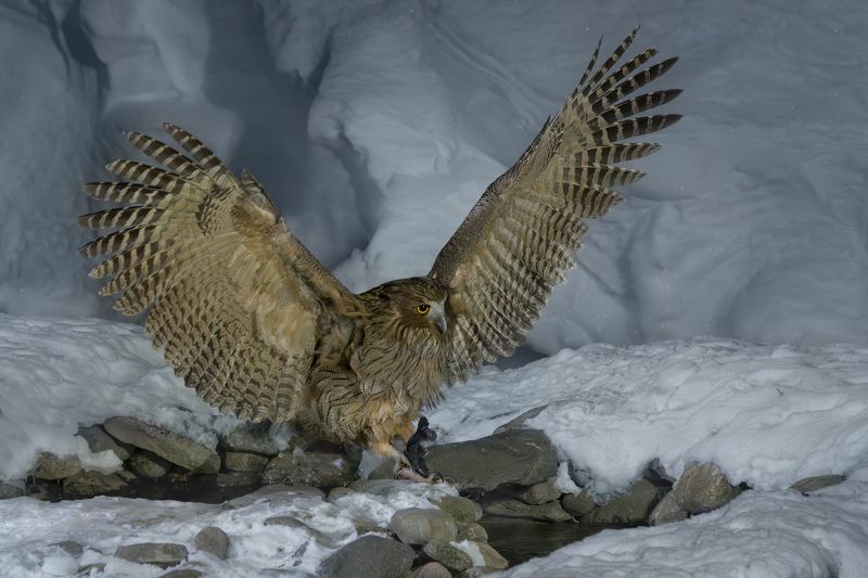 blakiston\\\'s fish owl Blakiston\'s fish owl фото превью