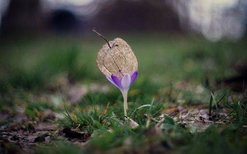 Про волшебный цветок.