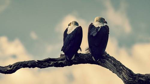 Fish Eagle Pair