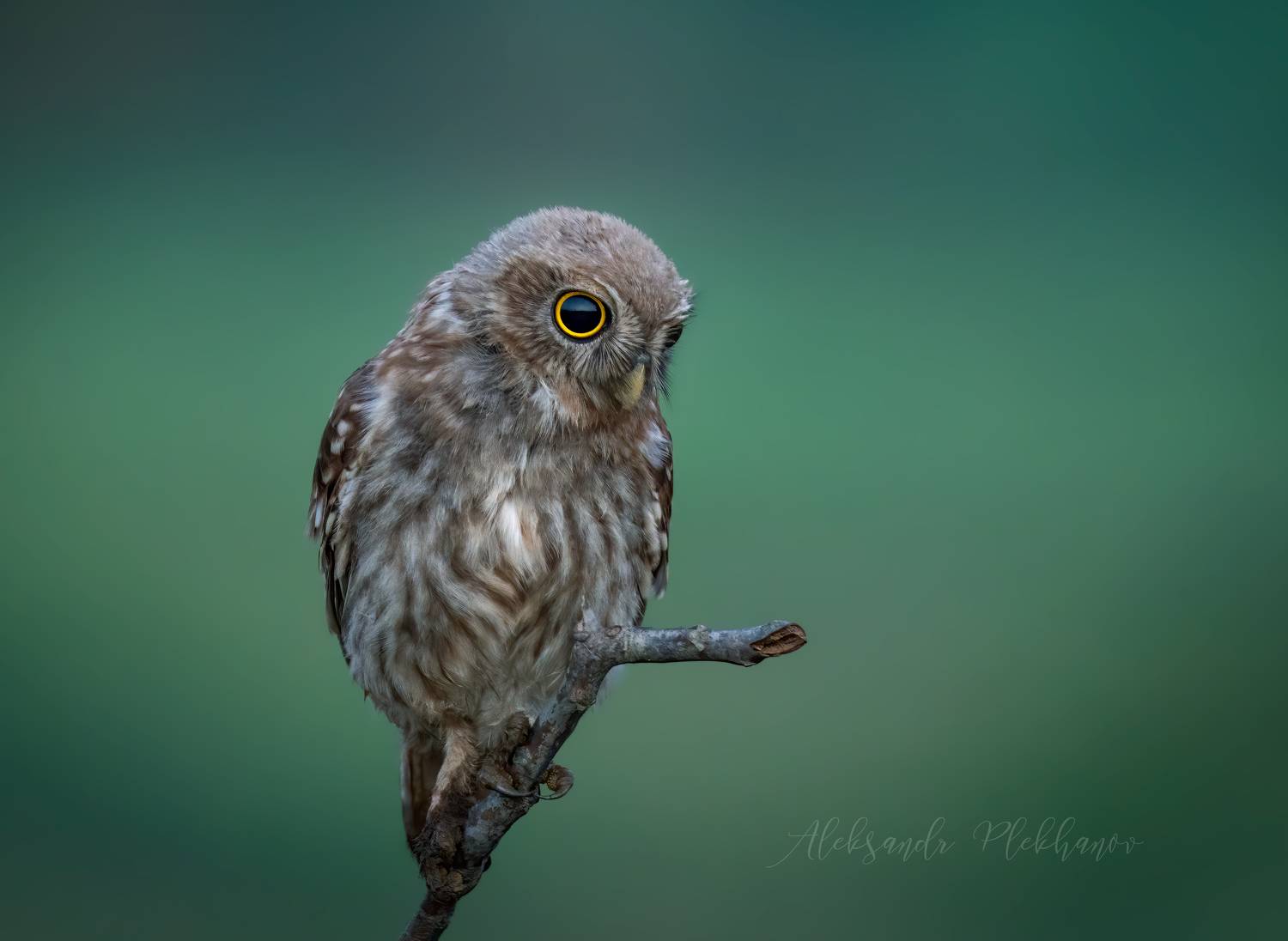 , Плеханов Александр