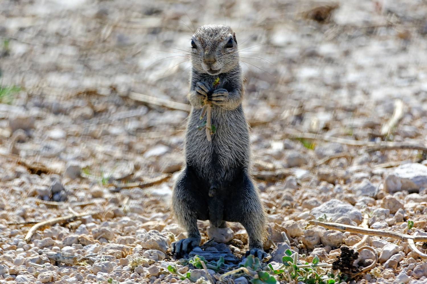 , Худзинская Ирина