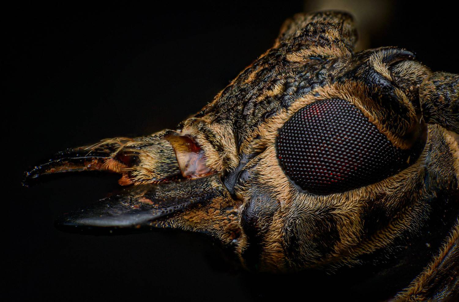 macro, nature, beetle, longhorn beetle,, Celis Norman