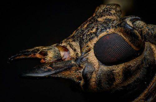 Flat-faced Longhorn Beetle