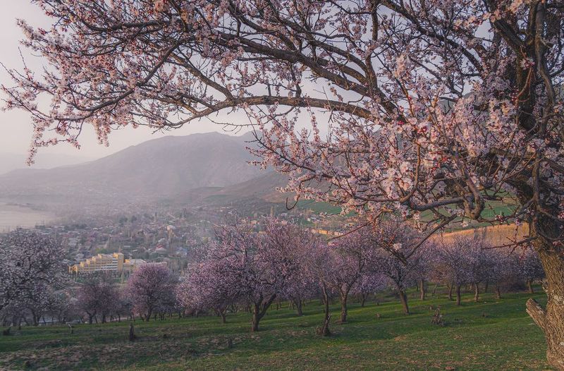 узбекистан, uzbekistan Урюк цветет фото превью