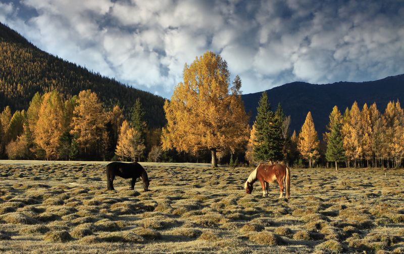 алтай, джазатор, беляши, республика алтай Алтайские зарисовки фото превью
