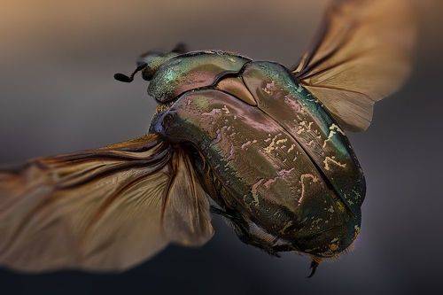 Бронзовка мраморная