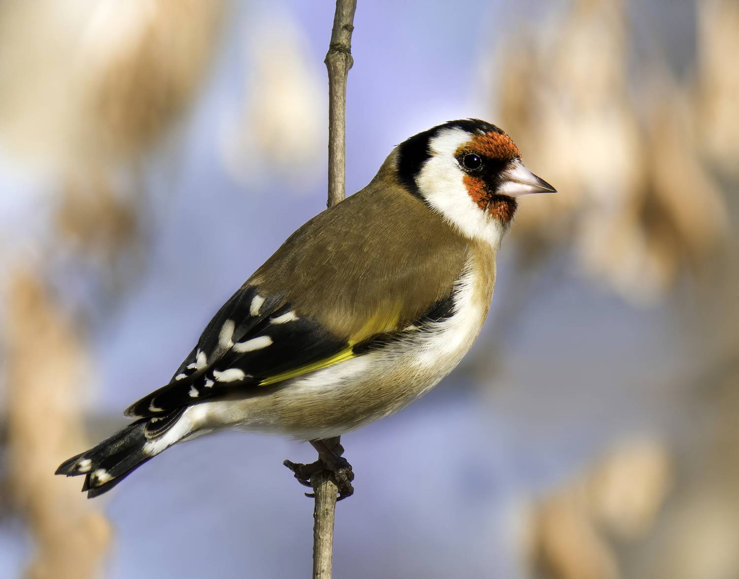 bluetit, birds,birding, birdwatching, birdshots, птицы, лазоревка, фотоохота, фотоптиц, природа, щегол, бердвотчинг, Михаил Ездаков