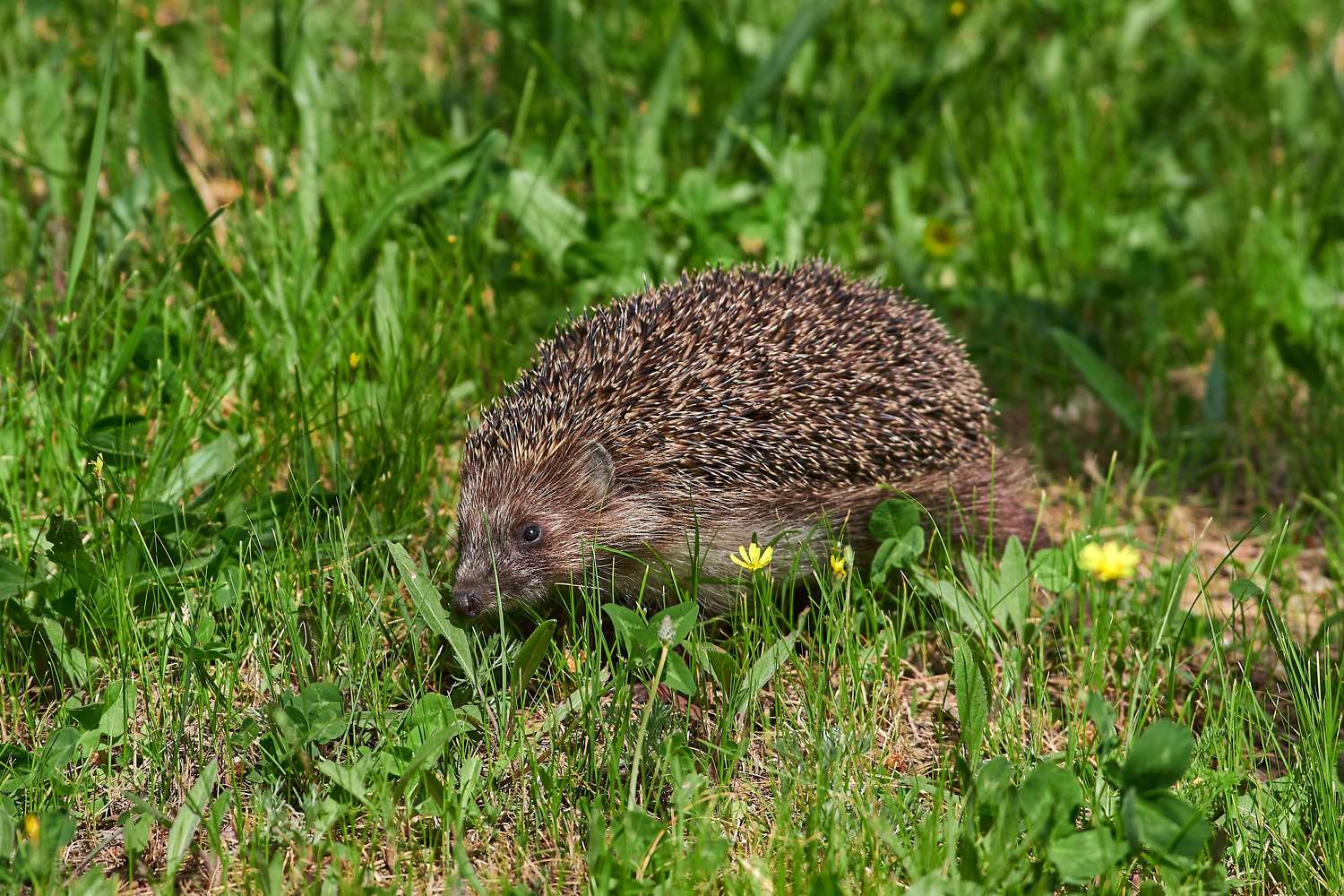 Erinaceus europaeus, volgograd, russia, mammals, , Павел Сторчилов