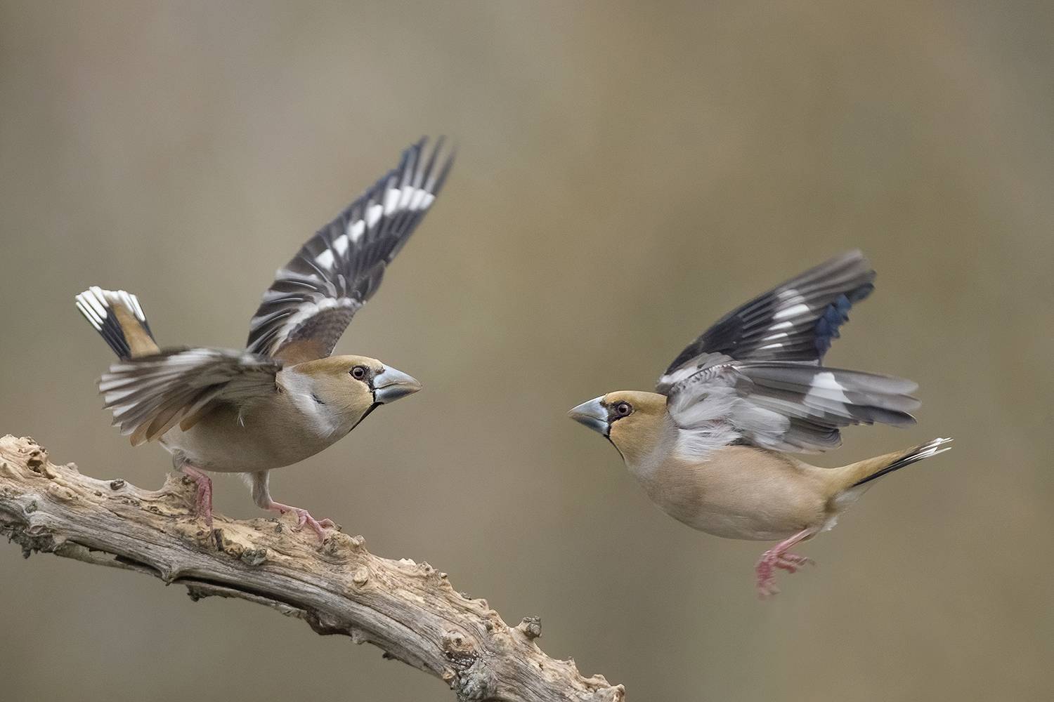 , Евгени Стефанов